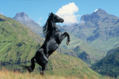 the black stallion form